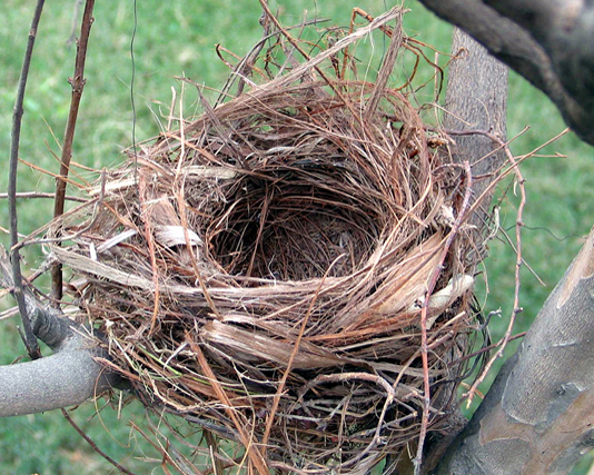 Bird’s Nest Parenting for Joint Custody