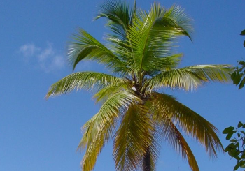 palmtree.PNG